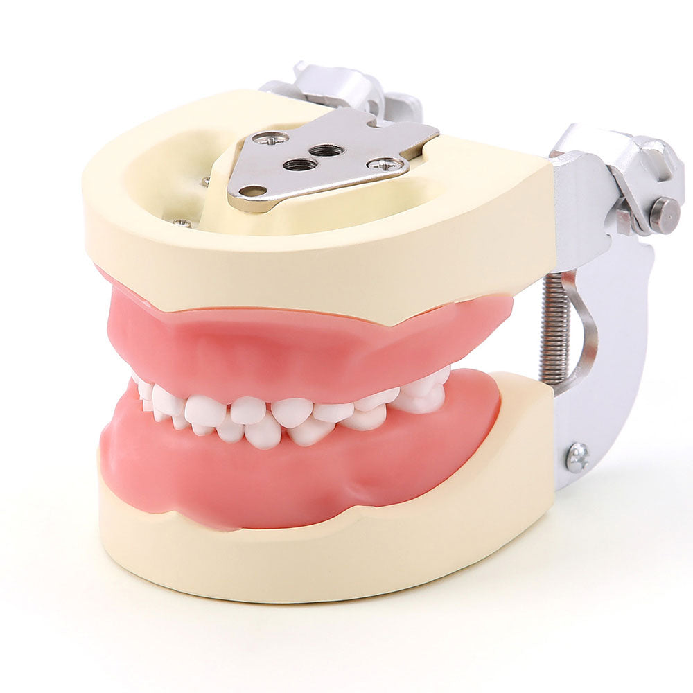 Dental Resin Training Typodont Teeth Model 24 Primary Teeth with Removable Teeth