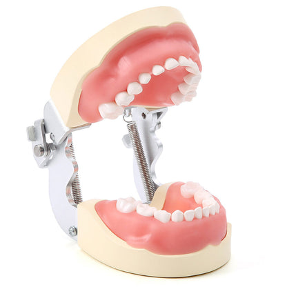 Dental Resin Training Typodont Teeth Model 24 Primary Teeth with Removable Teeth