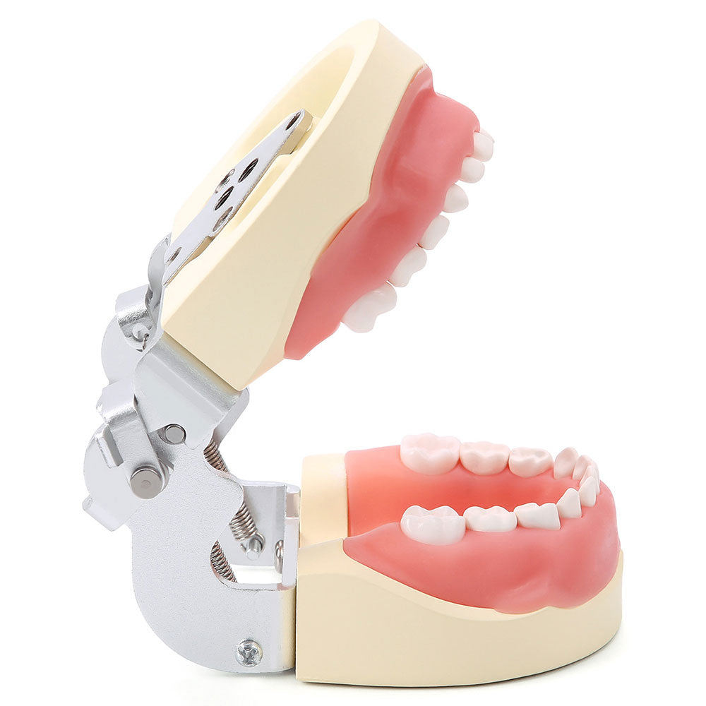 Dental Resin Training Typodont Teeth Model 24 Primary Teeth with Removable Teeth