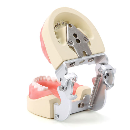 Dental Resin Training Typodont Teeth Model 24 Primary Teeth with Removable Teeth