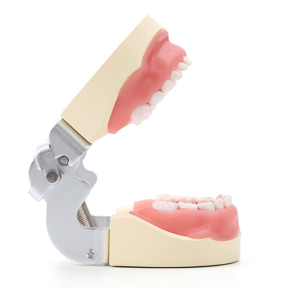 Dental Resin Training Typodont Teeth Model 24 Primary Teeth with Removable Teeth