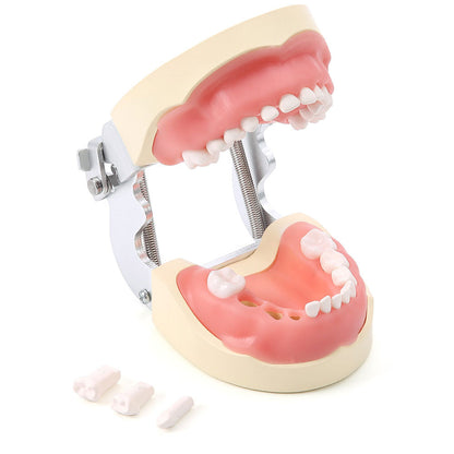 Dental Resin Training Typodont Teeth Model 24 Primary Teeth with Removable Teeth