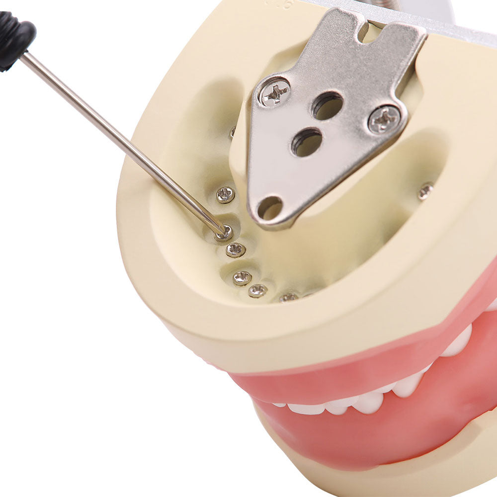 Dental Resin Training Typodont Teeth Model 24 Primary Teeth with Removable Teeth