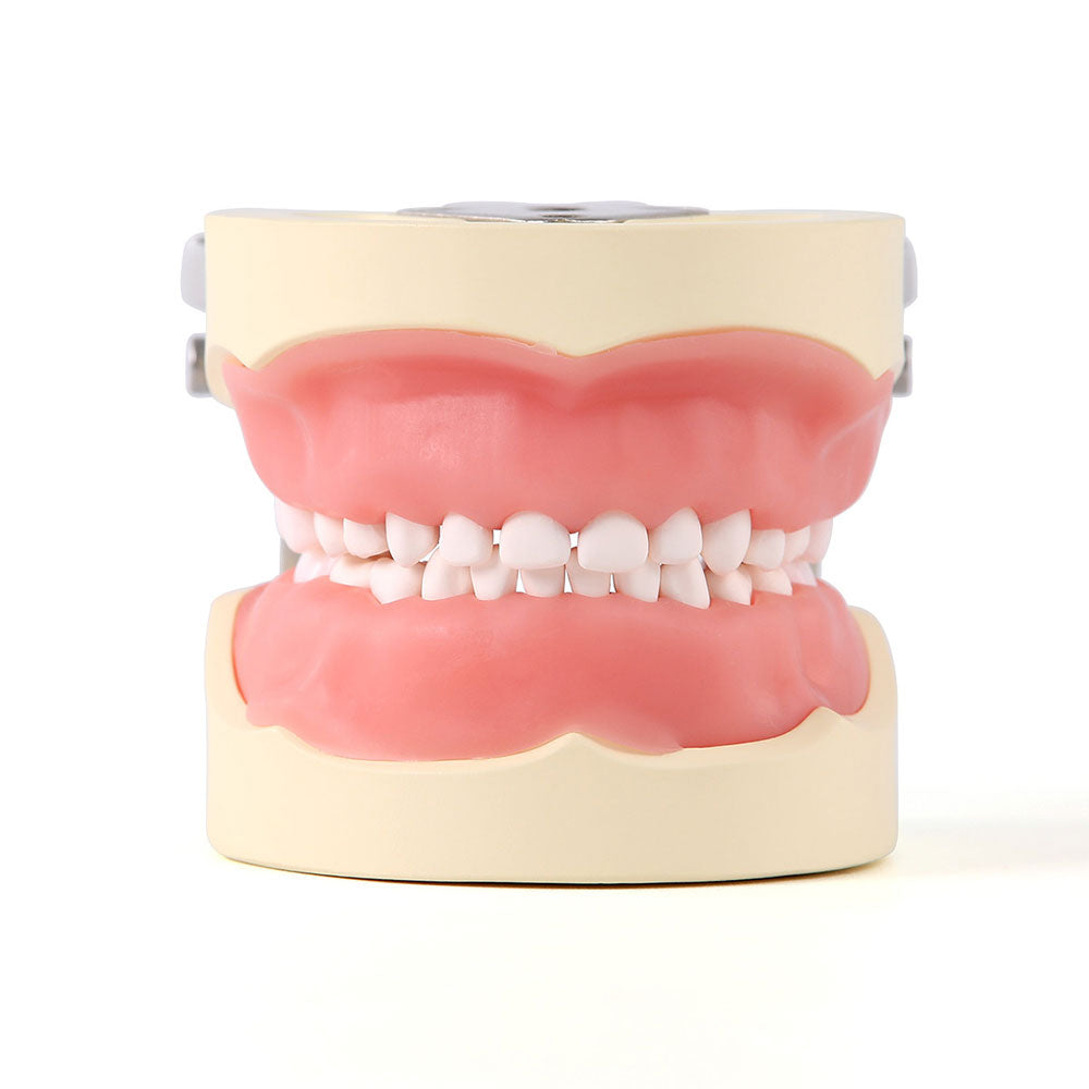 Dental Resin Training Typodont Teeth Model 24 Primary Teeth with Removable Teeth