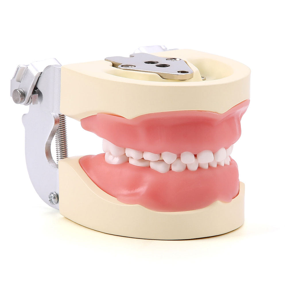 Dental Resin Training Typodont Teeth Model 24 Primary Teeth with Removable Teeth