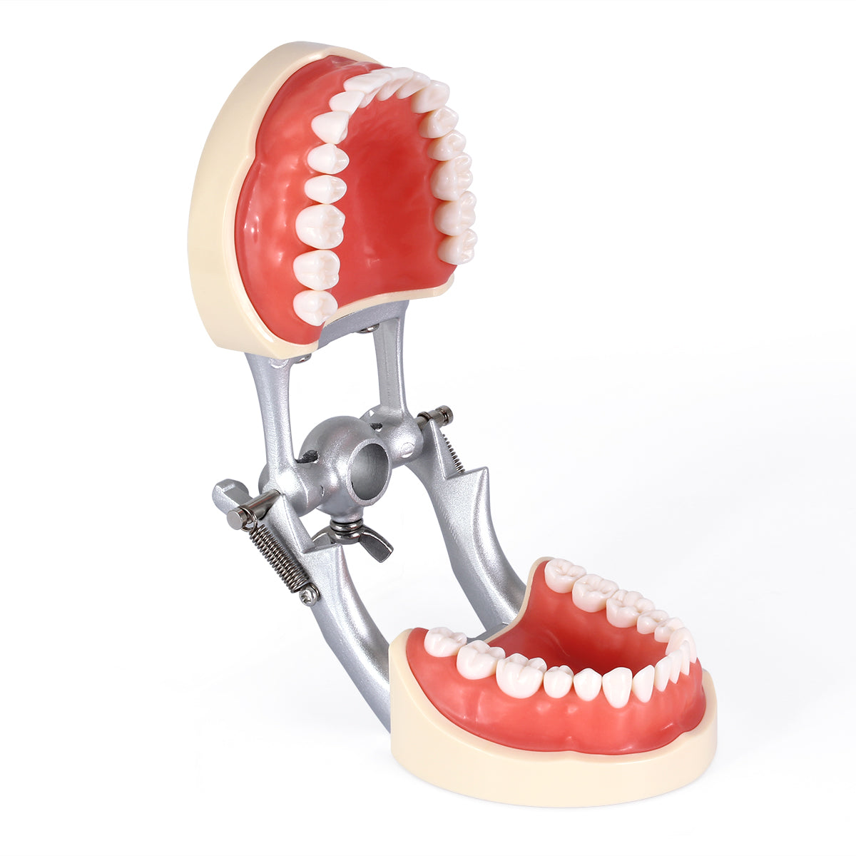 Dental Teeth Model With Removable Teeth